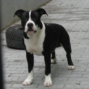 American Blue Bubble - Chiot disponible  - American Staffordshire Terrier