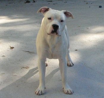 American Blue Bubble - Chiot disponible  - American Staffordshire Terrier