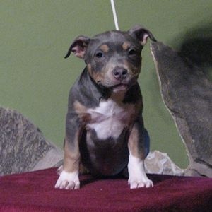 chiot American Staffordshire Terrier American Blue Bubble