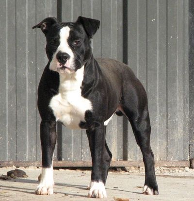 American Blue Bubble - Chiots disponibles - American Staffordshire Terrier