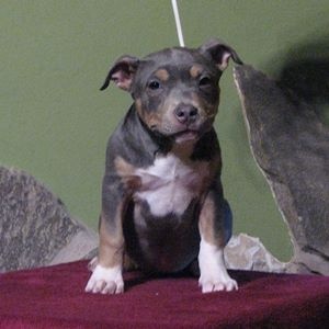 Chiot American Staffordshire Terrier American Blue Bubble